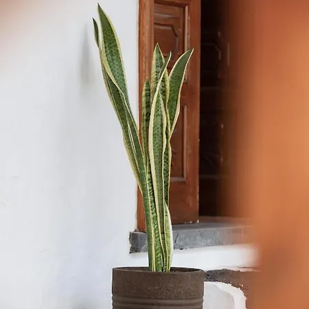 Guanapay En El Centro De Teguise